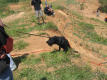 hund, zieh leine!
